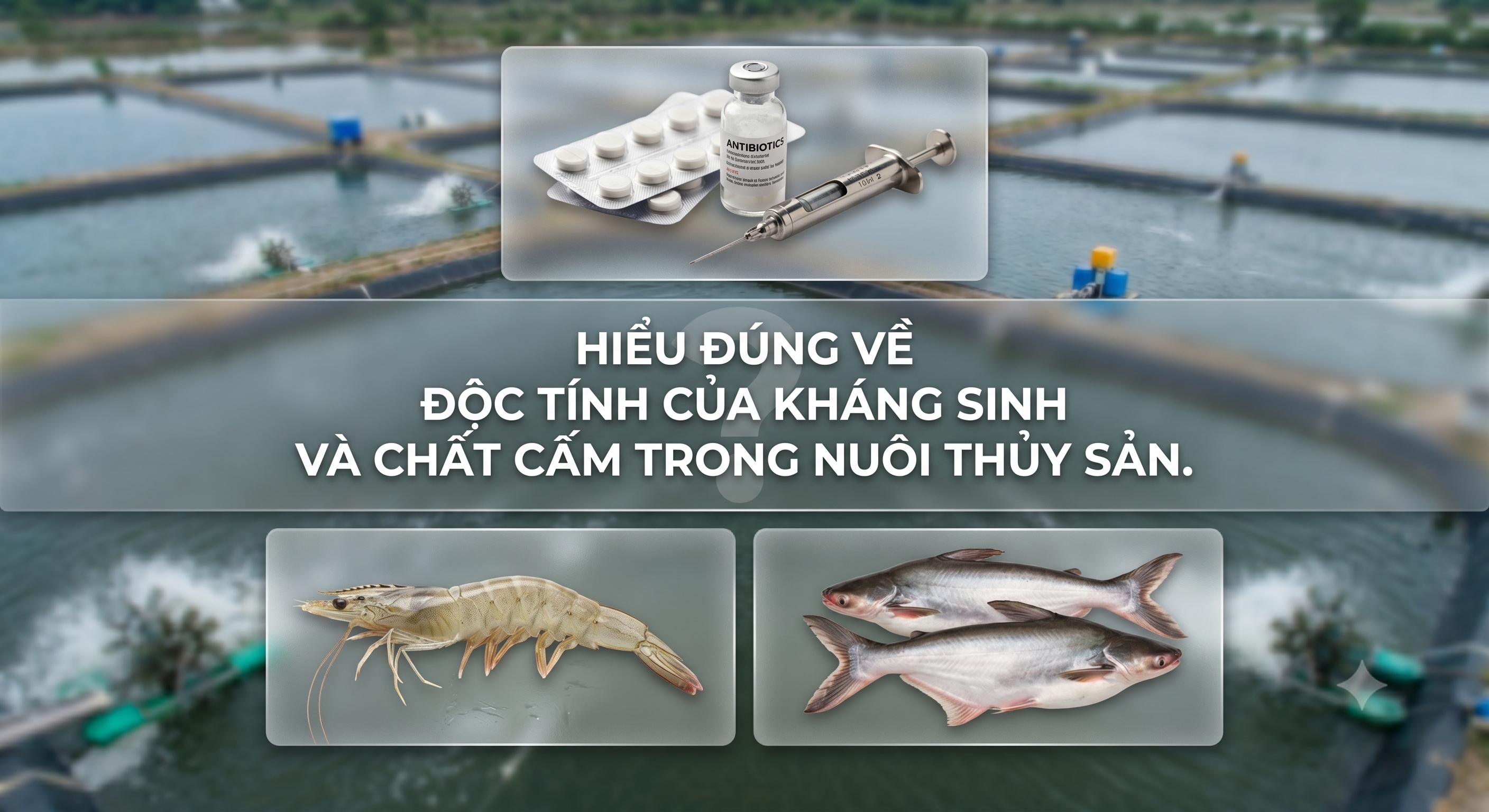 kháng sinh và chất cấm trong nuôi thủy sản