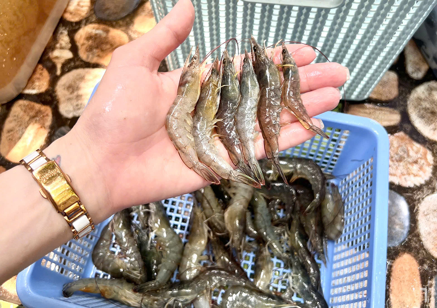 Tổng quan về các phương pháp phòng trị EHP hiện nay