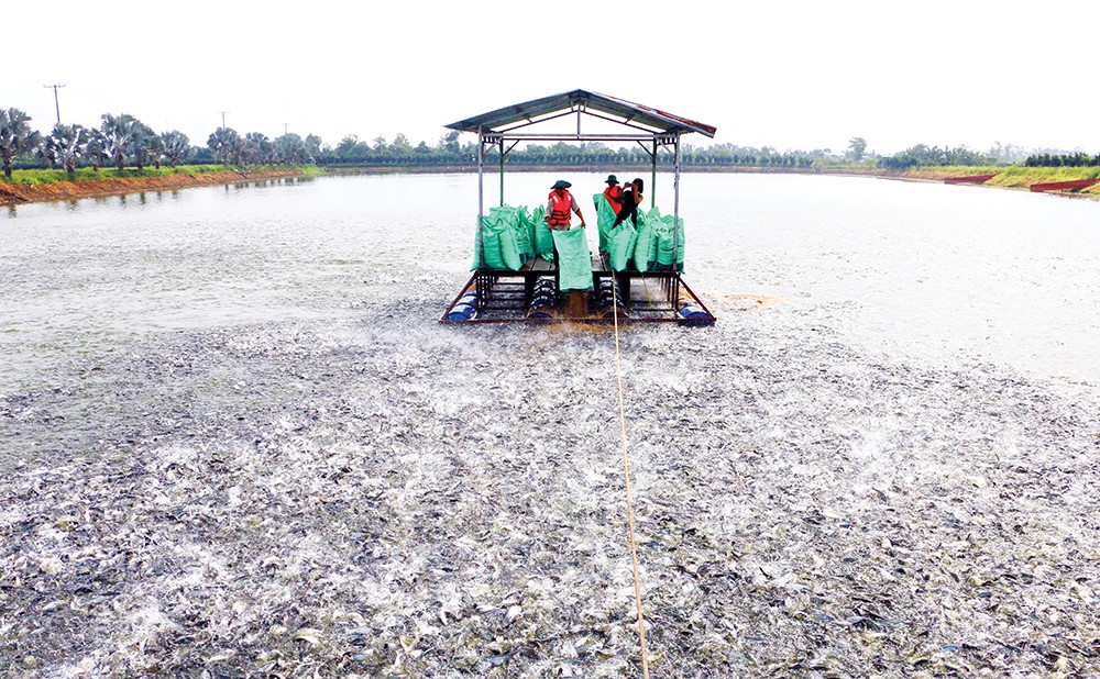 Cá tra ĐBSCL: Giá tốt mở cơ hội, nhưng bền vững mới là chìa khóa