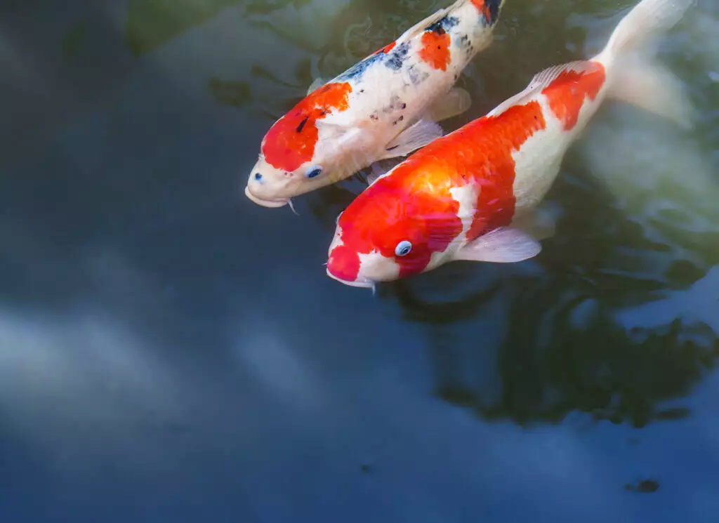 nuoi-ca-Koi