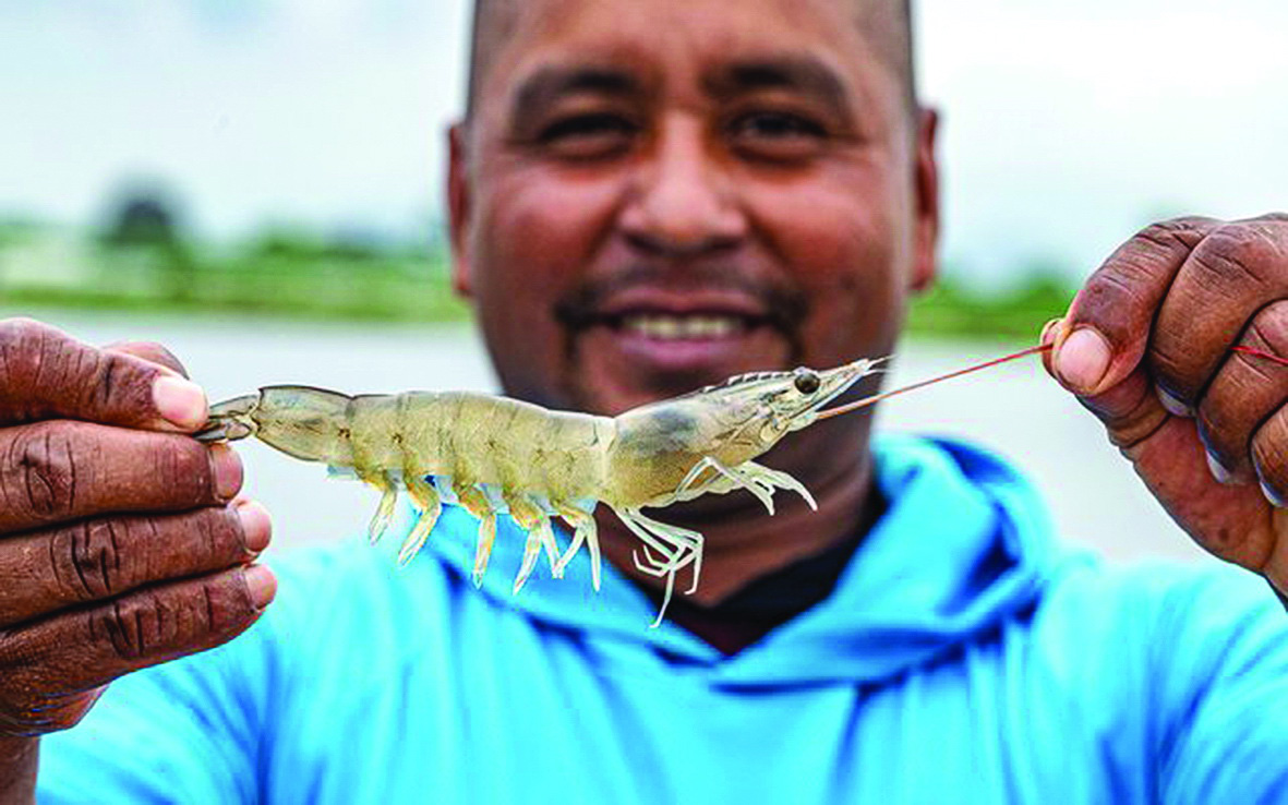 Mô hình nuôi tôm tại Ecuador