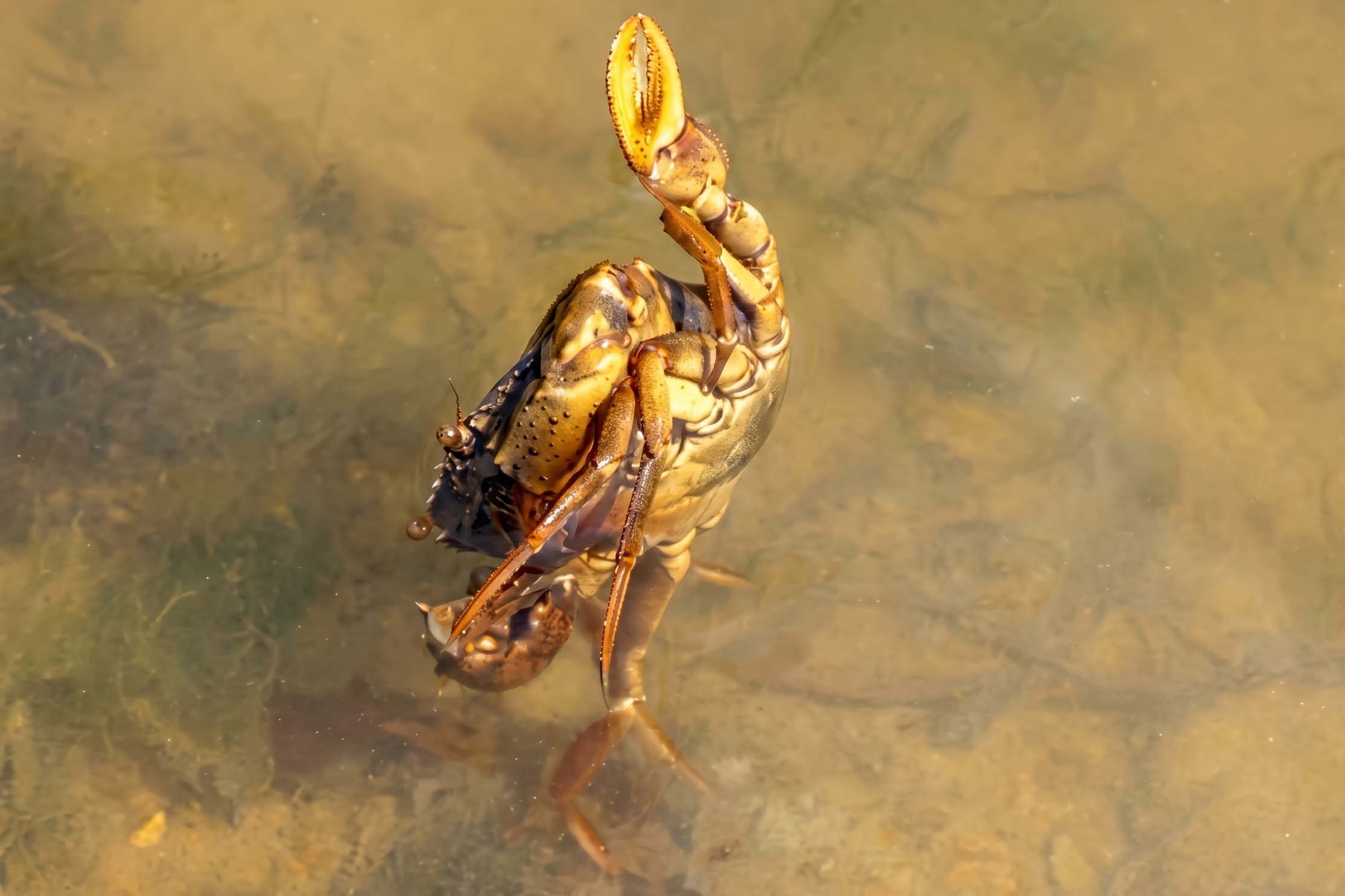 Cua chêt do dịch bệnh