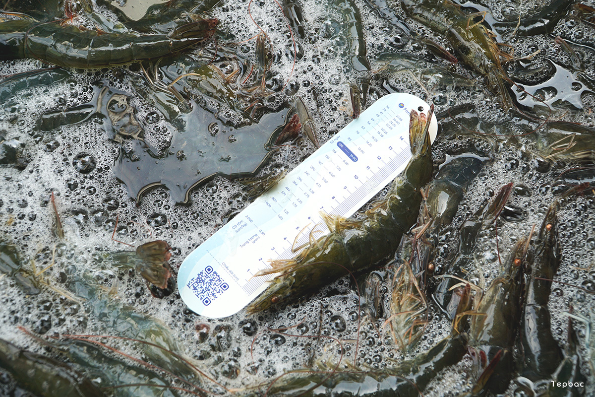 Tôm thẻ chân trắng