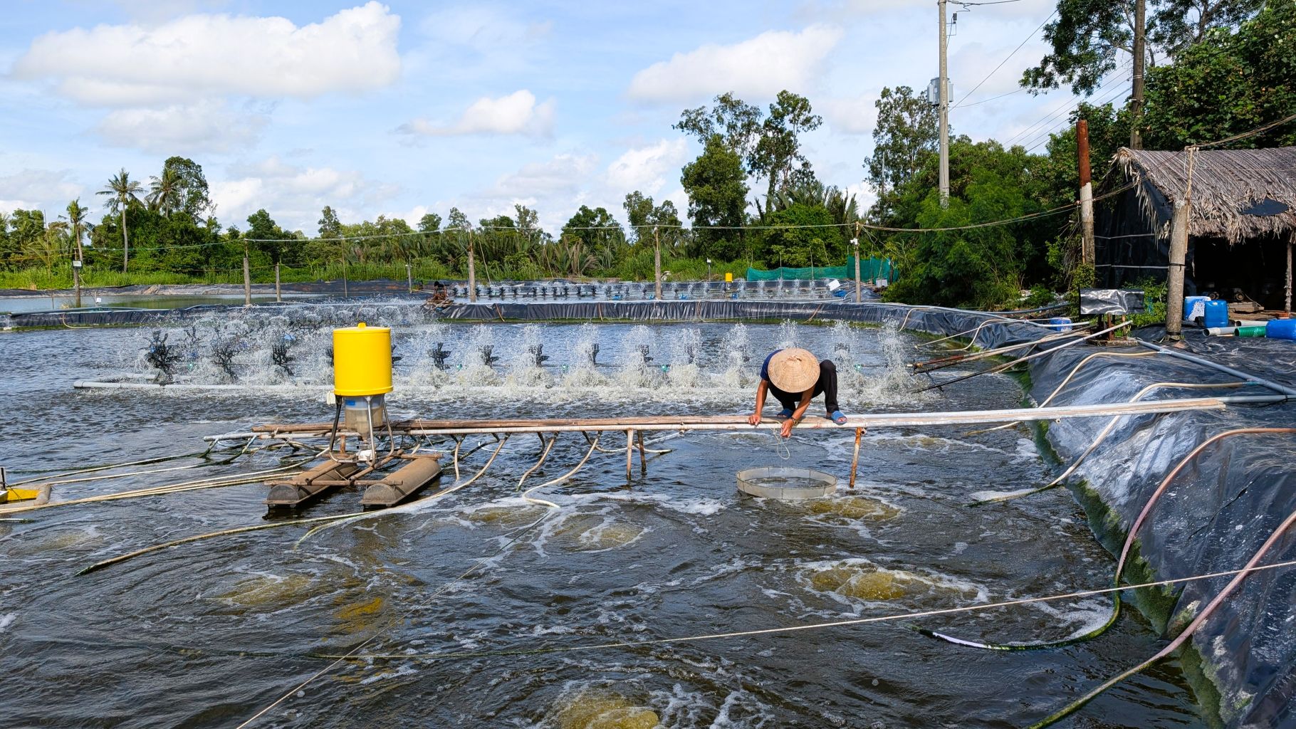 ao nuôi tôm thẻ chân trắng