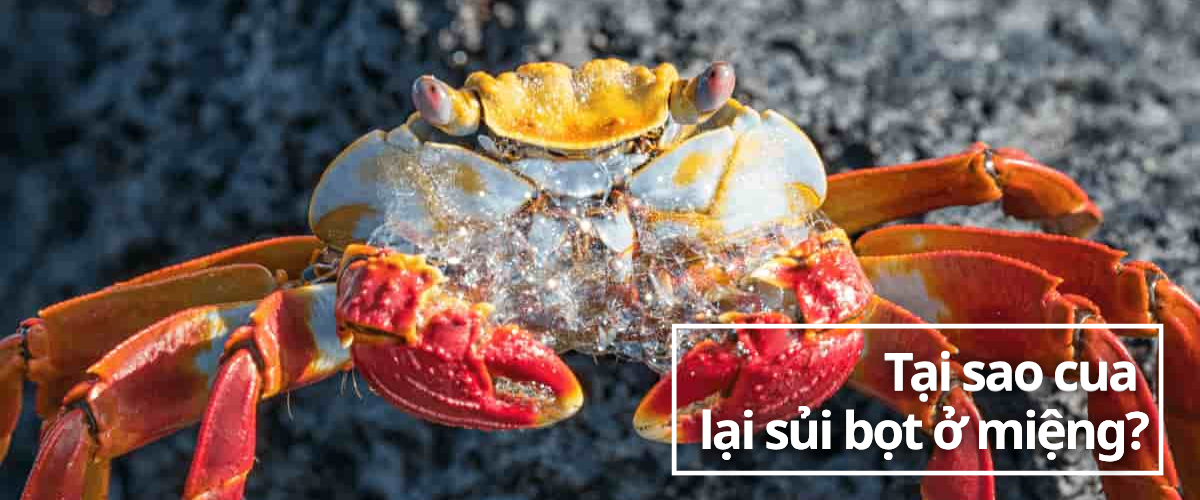 cua sủi bọt ở miệng