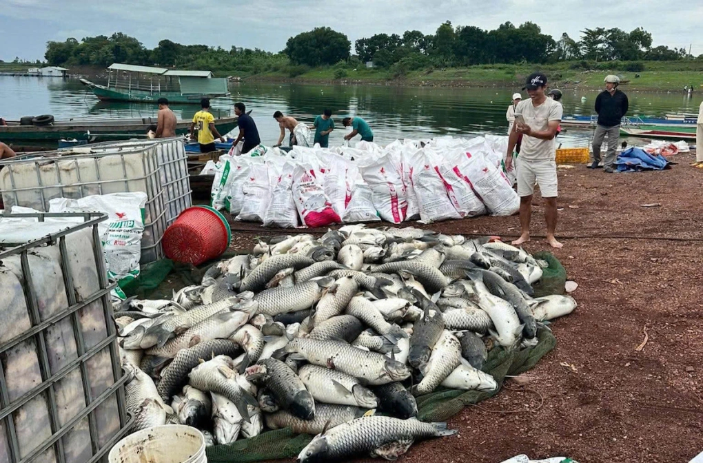 Cá chắm chết ở hồ Trị An