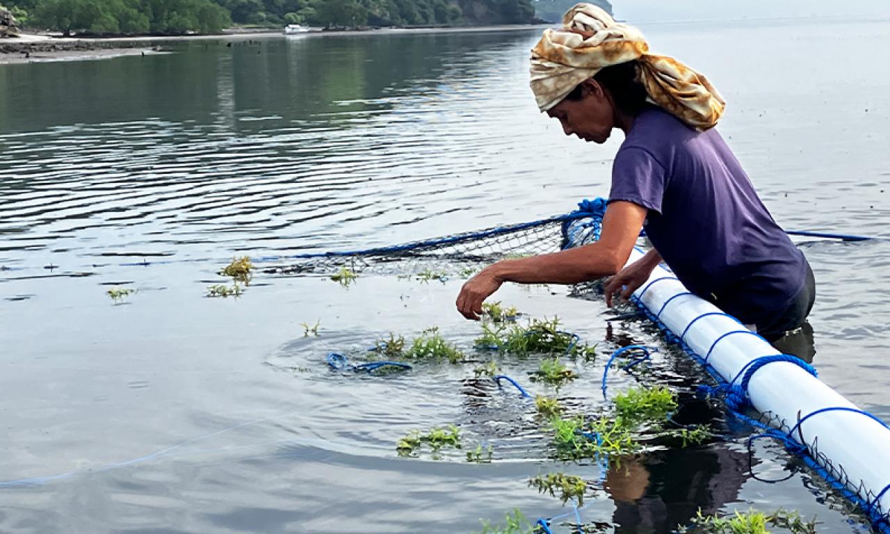 Thích ứng từ gốc: "Làn gió mới" giúp ngư dân Timor-Leste vững vàng trước biến đổi khí hậu
