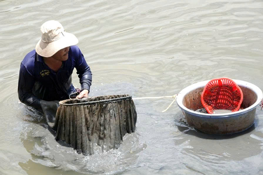 Từ lòng sông đến tiệm cá cảnh