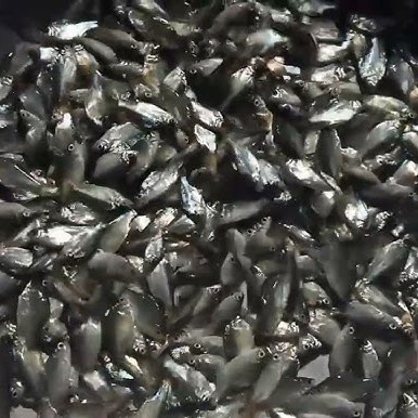 Cá he giống 50con/kg