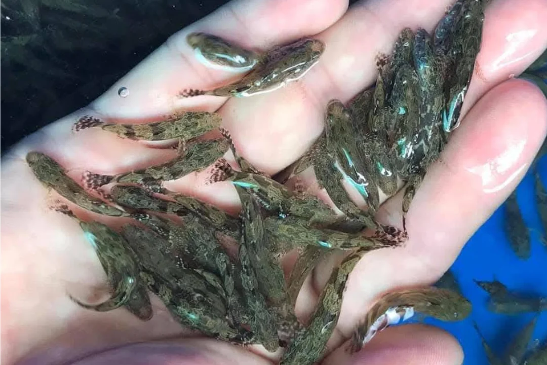 Cá bống tượng loại I