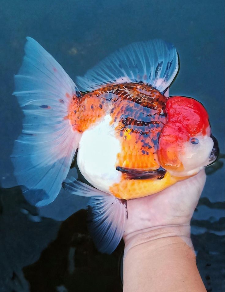 Oranda Long Tail 7 - 9cm