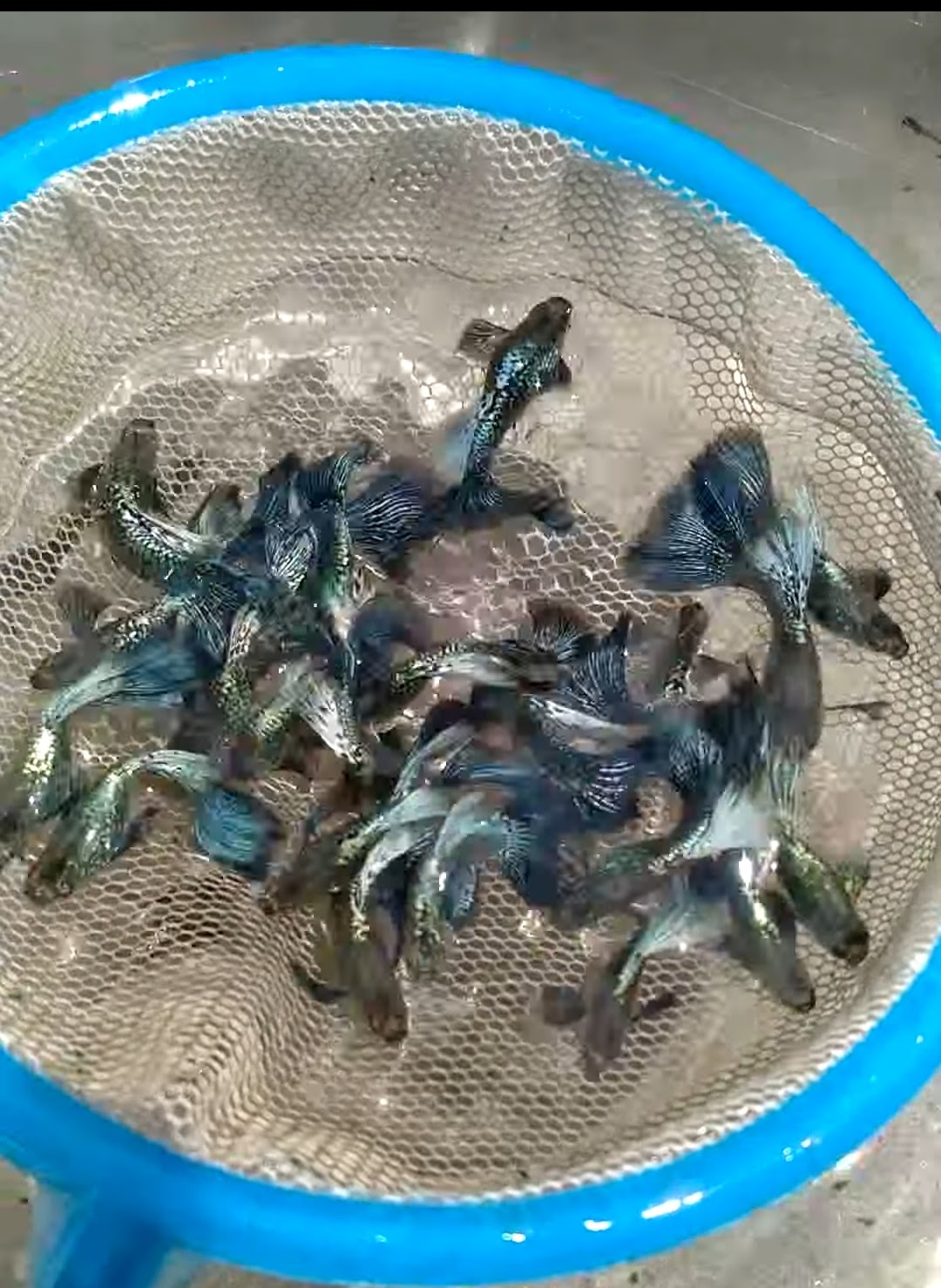 Guppy Dragon indo
