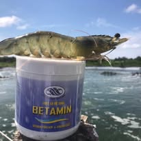 Betamin - Ảnh 4