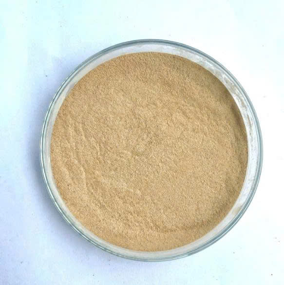 BACILLUS SUBTILIS - Ảnh 5