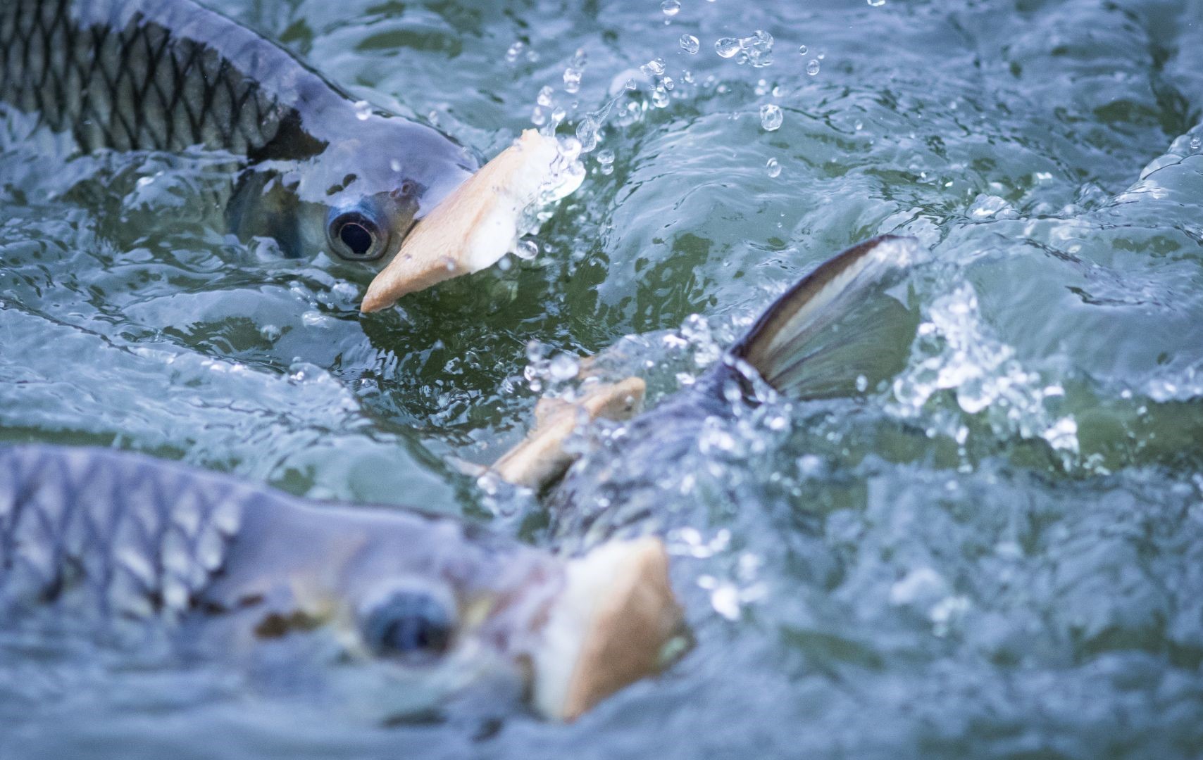 tilapia