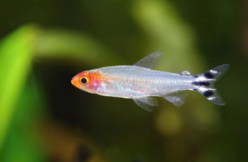 Cá sóc đầu đỏ (Hemigrammus rhodostomus) Cá sóc đầu đỏ