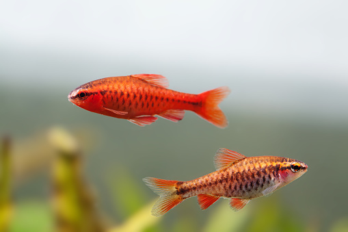 Cá diếc anh đào Cá diếc anh đào