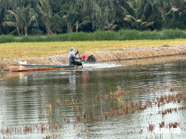Tạt thuốc ao nuôi tôm 