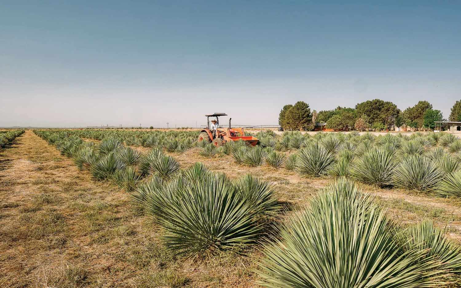 trang trạng trồng yucca