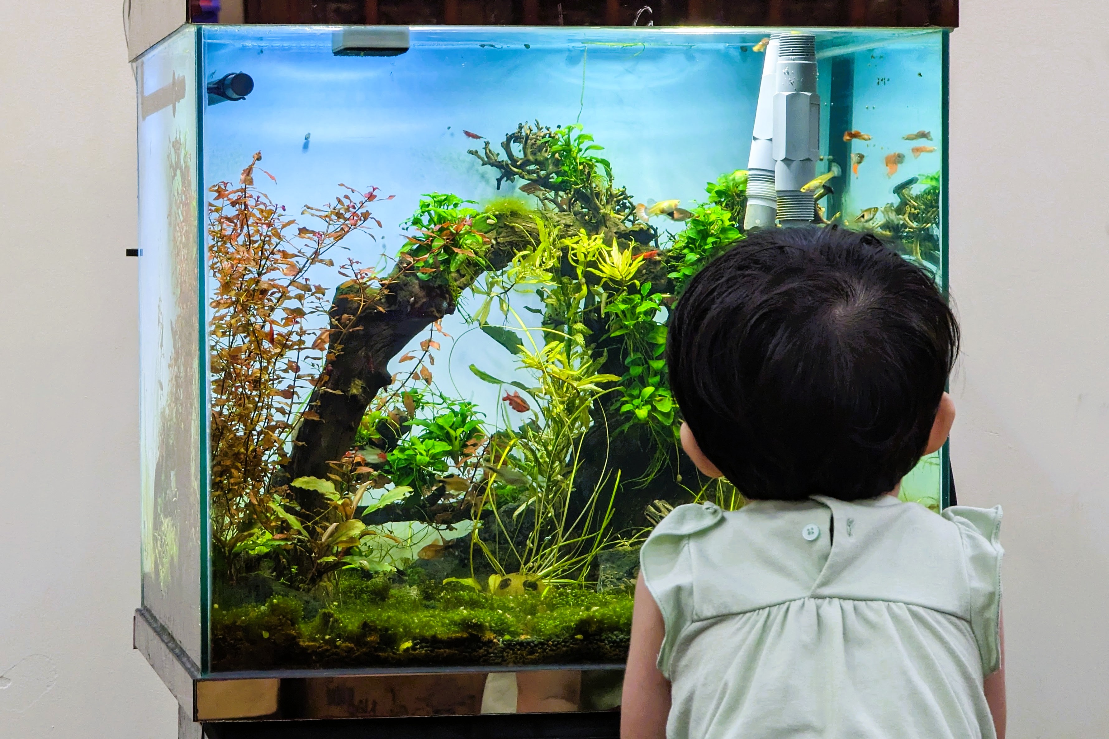 Em bé đang ngắm nhìn bể cá thủy sinh Em bé quay lưng đứng ngắm nhìn bể cá thủy sinh trang trí cây cảnh và cá nhỏ.