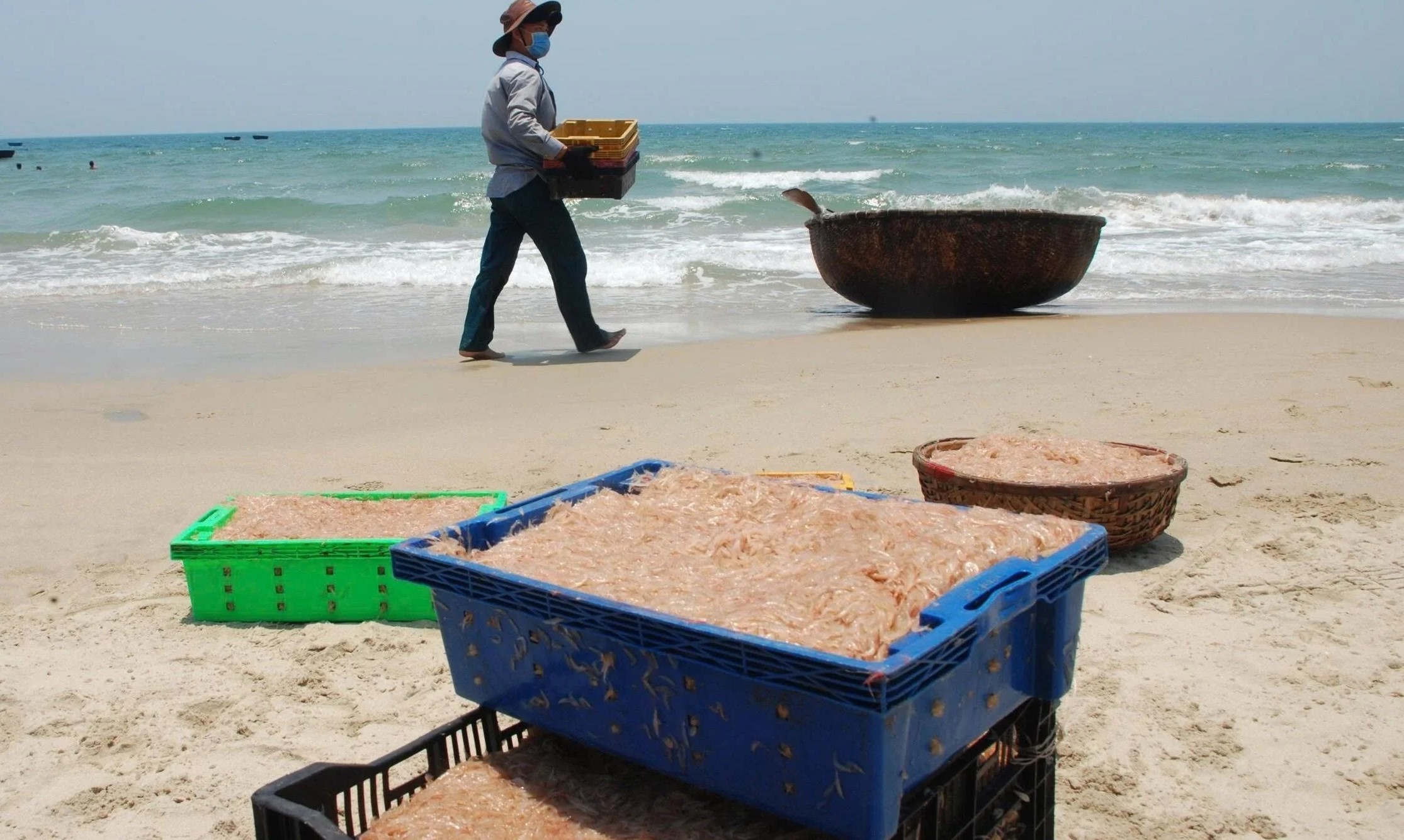 Các khay nhựa đựng đầy ruốc biển trên bãi cát cùng ngư dân và thuyền thúng ven biển.