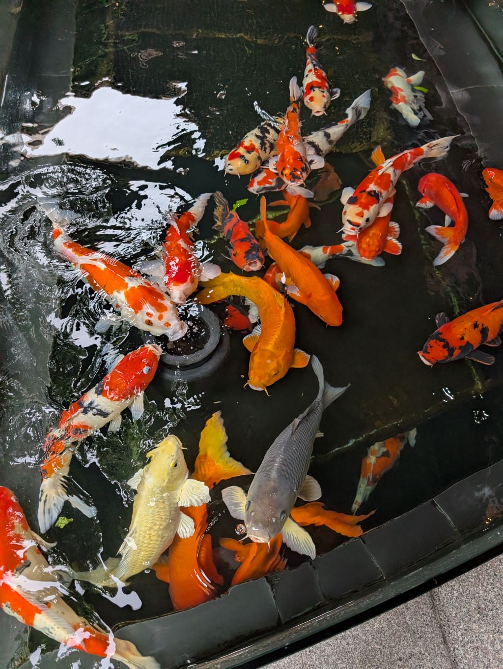 Hồ nuôi cá Koi. Ảnh Tepbac Hồ nuôi cá Koi
