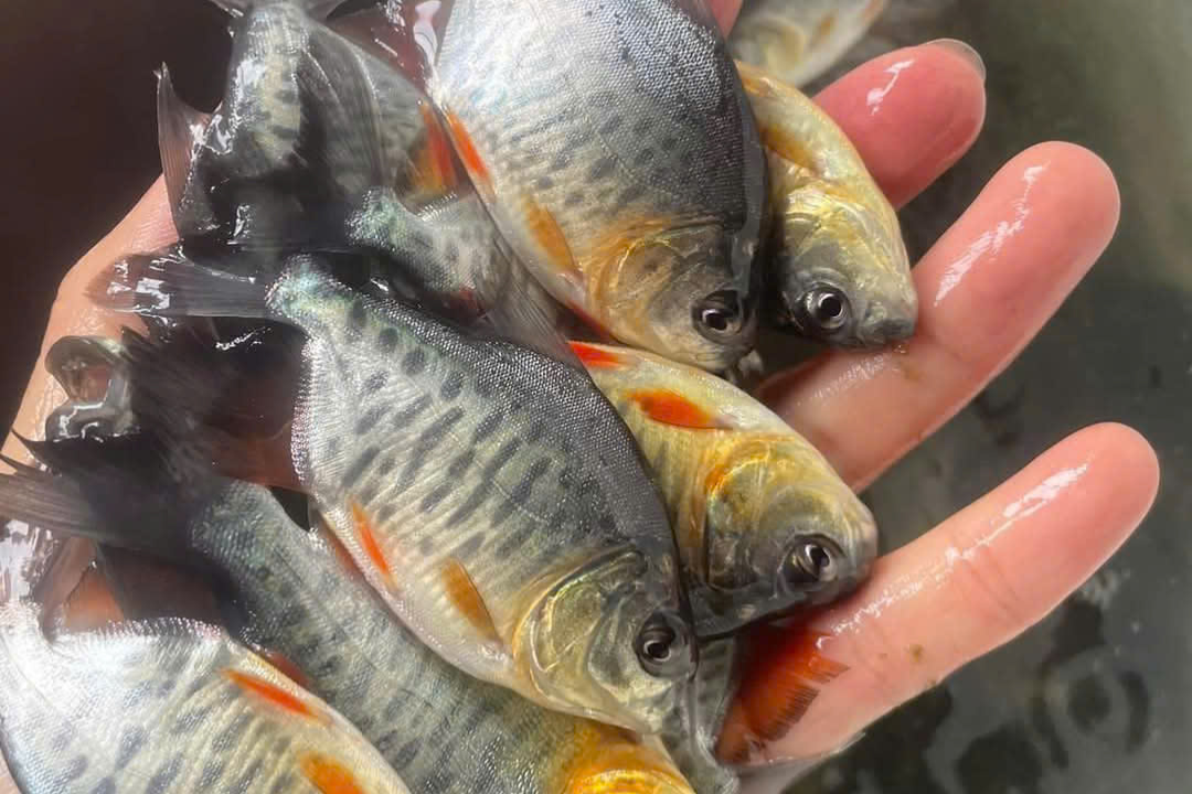 Cá chim trắng nước ngọt