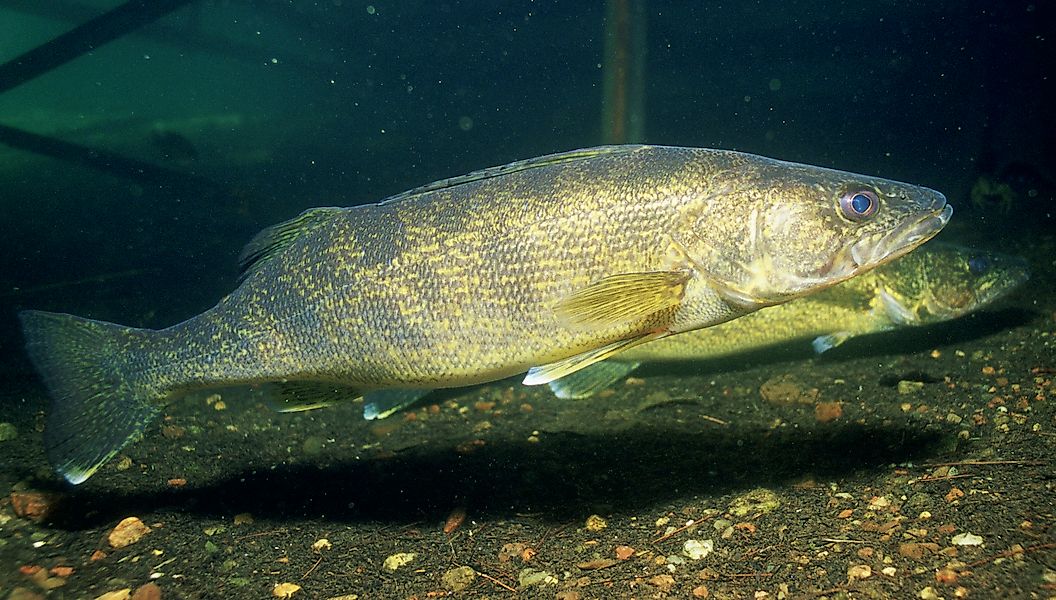 Cá walleye, một trong những loài đang cho thấy dấu hiệu phục hồi ở hồ Huron. Nguồn ảnh: US Fish and Wildlife Service via Wikimedia Commons Cá nước ngọt có thân màu vàng xám đang bơi sát lòng hồ đầy sỏi đá.