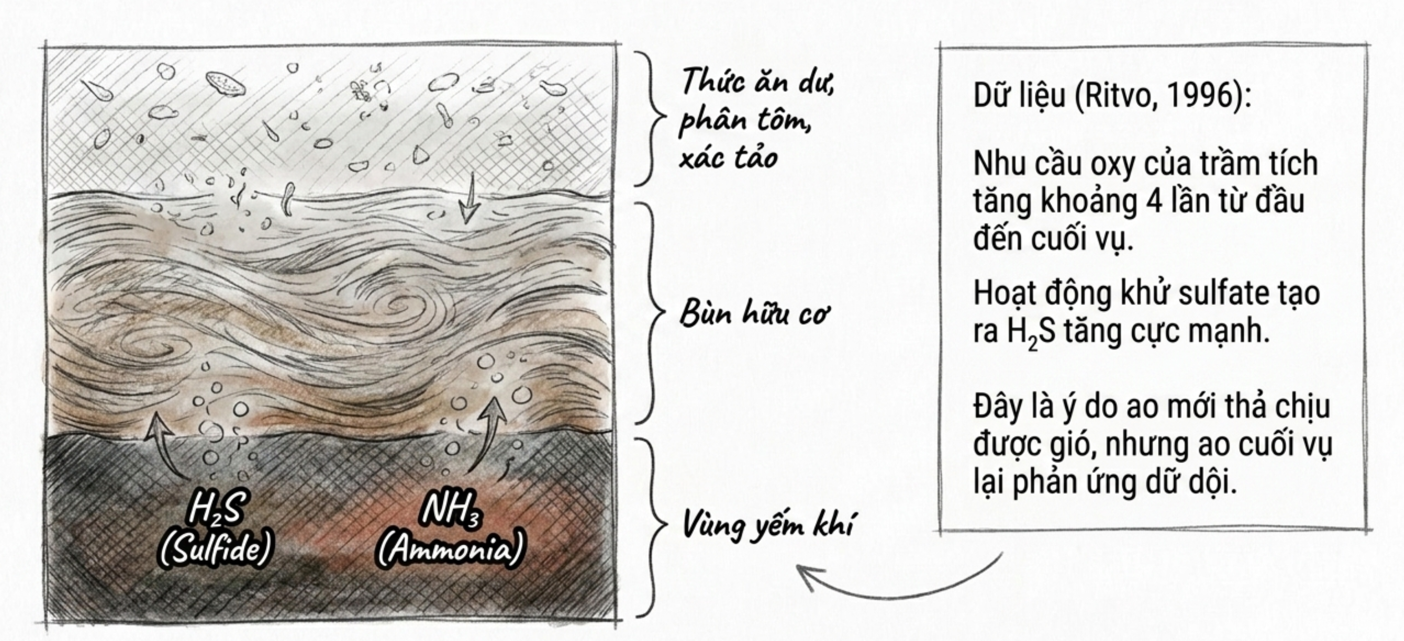 Sơ đồ quá trình tích tụ bùn hữu cơ và khí độc H2S, NH3 ở đáy ao nuôi Sơ đồ minh họa các lớp đáy ao nuôi từ thức ăn dư, bùn hữu cơ đến vùng yếm khí sinh khí độc H2S và NH3.