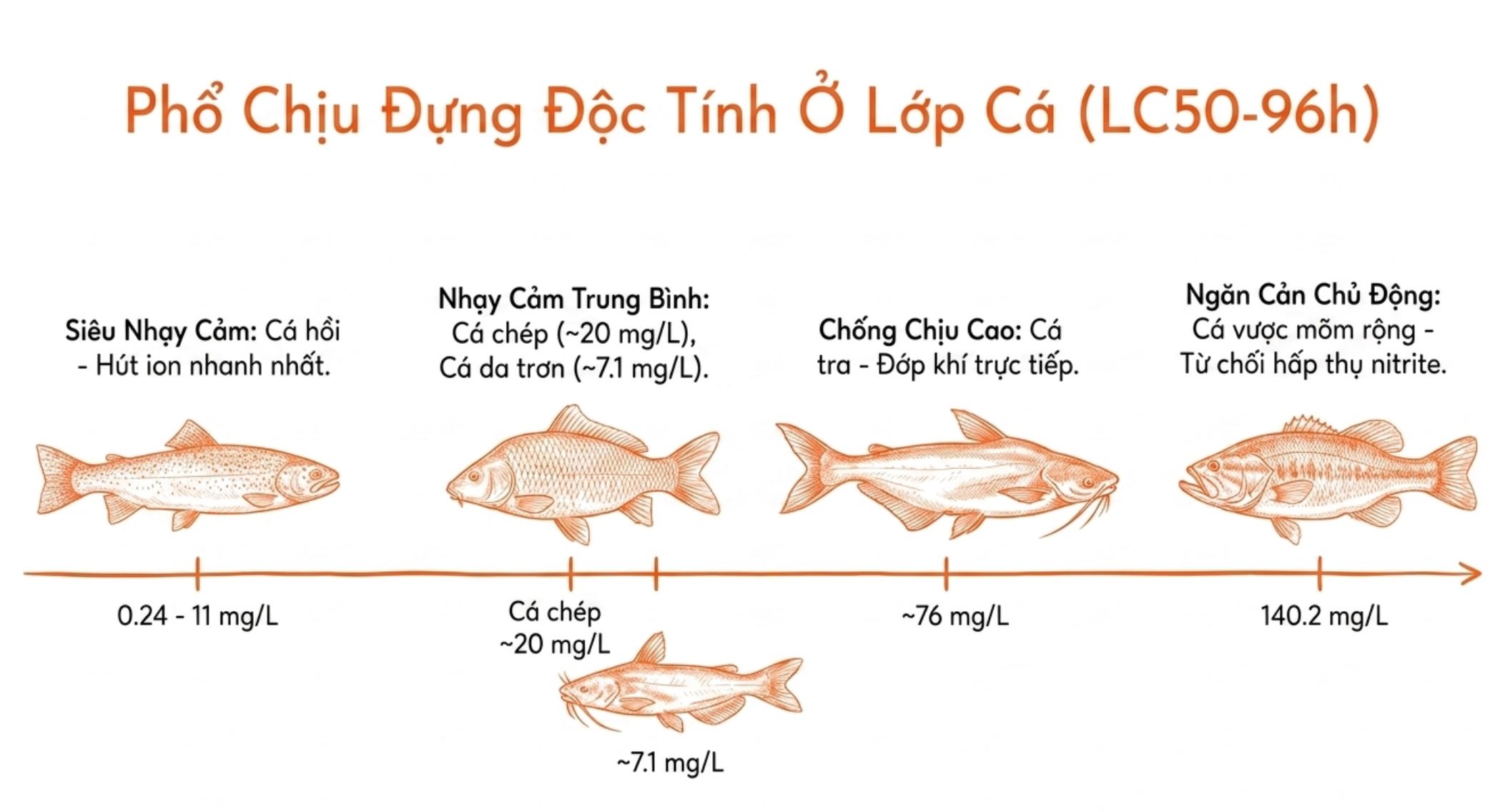 Biểu đồ thể hiện mức độ chịu đựng độc tính LC50-96h của cá hồi, cá chép, cá da trơn, cá tra và cá vược.
