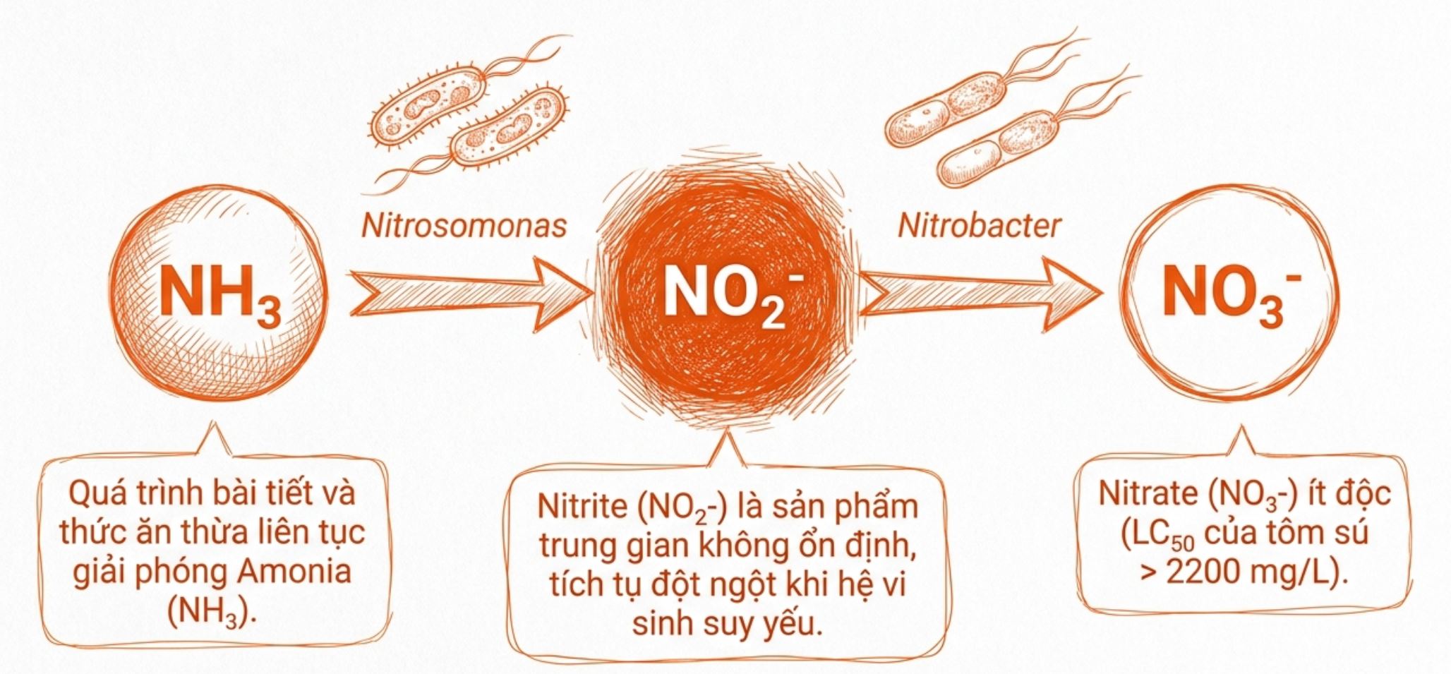 Sơ đồ chuyển hóa Amonia (NH3) thành Nitrite (NO2-) và Nitrate (NO3-) nhờ vi khuẩn Nitrosomonas và Nitrobacter.