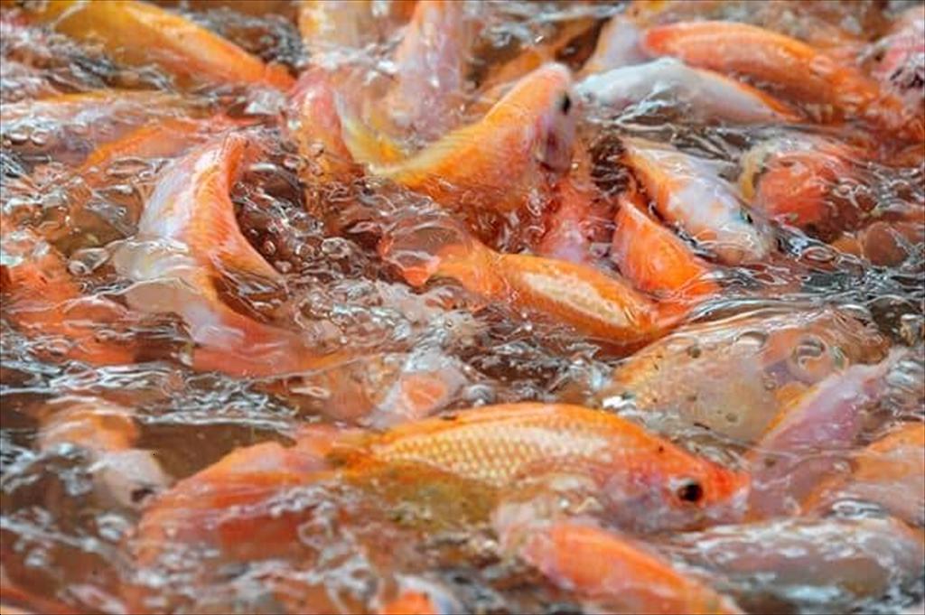 Cận cảnh đàn cá diêu hồng màu cam đỏ tập trung bơi lội và trồi lên mặt nước xao động.