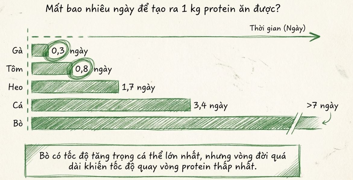 Biểu đồ so sánh số ngày cần thiết để tạo ra 1 kg protein ăn được giữa gà, tôm, heo, cá và bò.