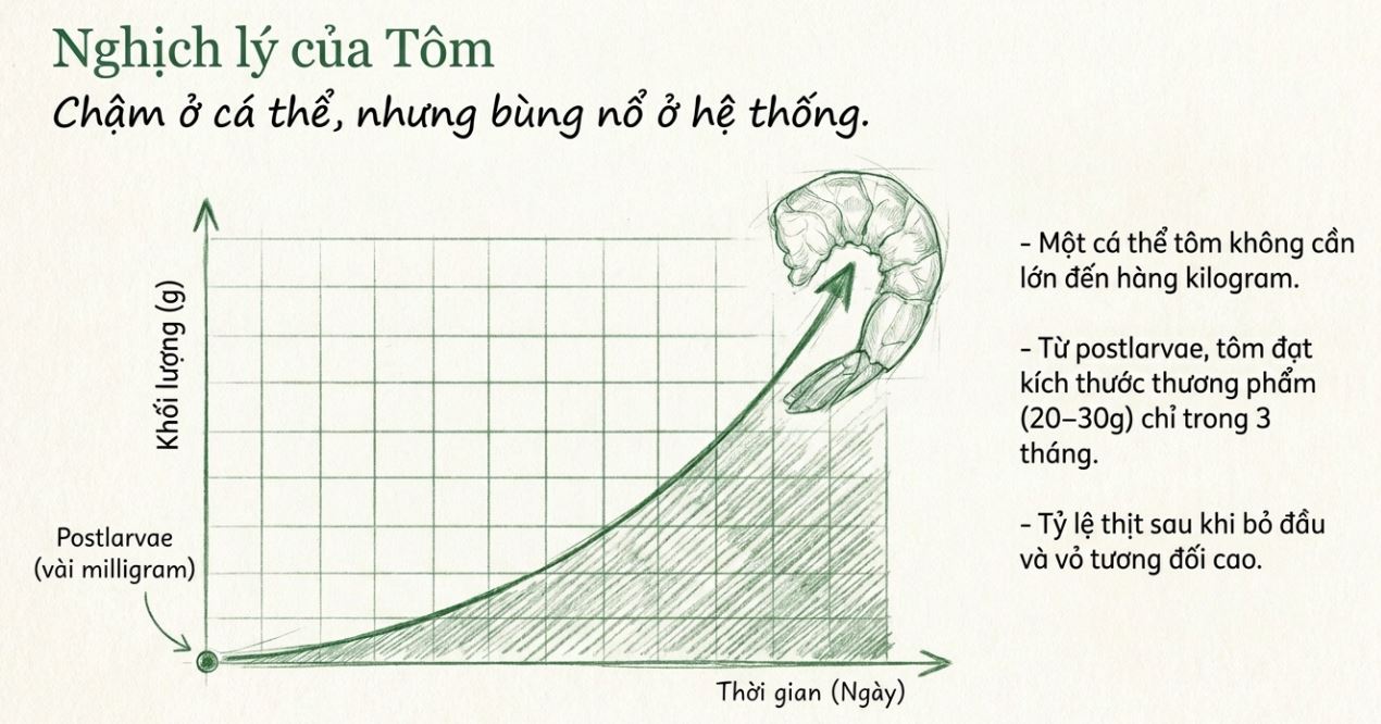 Infographic đồ thị mô tả sự tăng trưởng khối lượng tôm từ postlarvae đến kích thước thương phẩm.