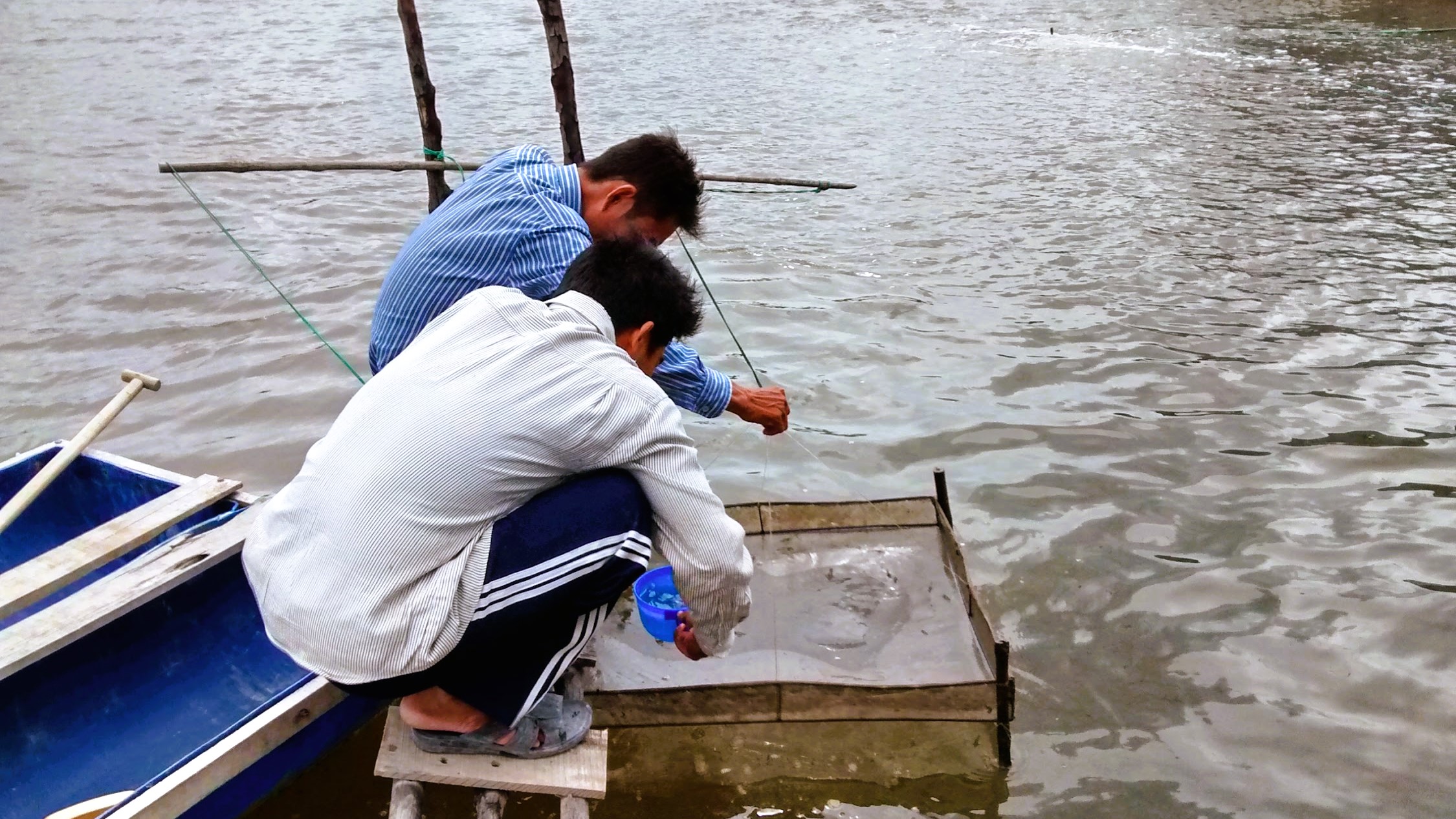 Người nuôi kiểm tra sàn ăn trong ao nuôi thủy sản Hai người đàn ông ngồi trên cầu gỗ đang kéo nhá kiểm tra thức ăn trong ao nuôi thủy sản.