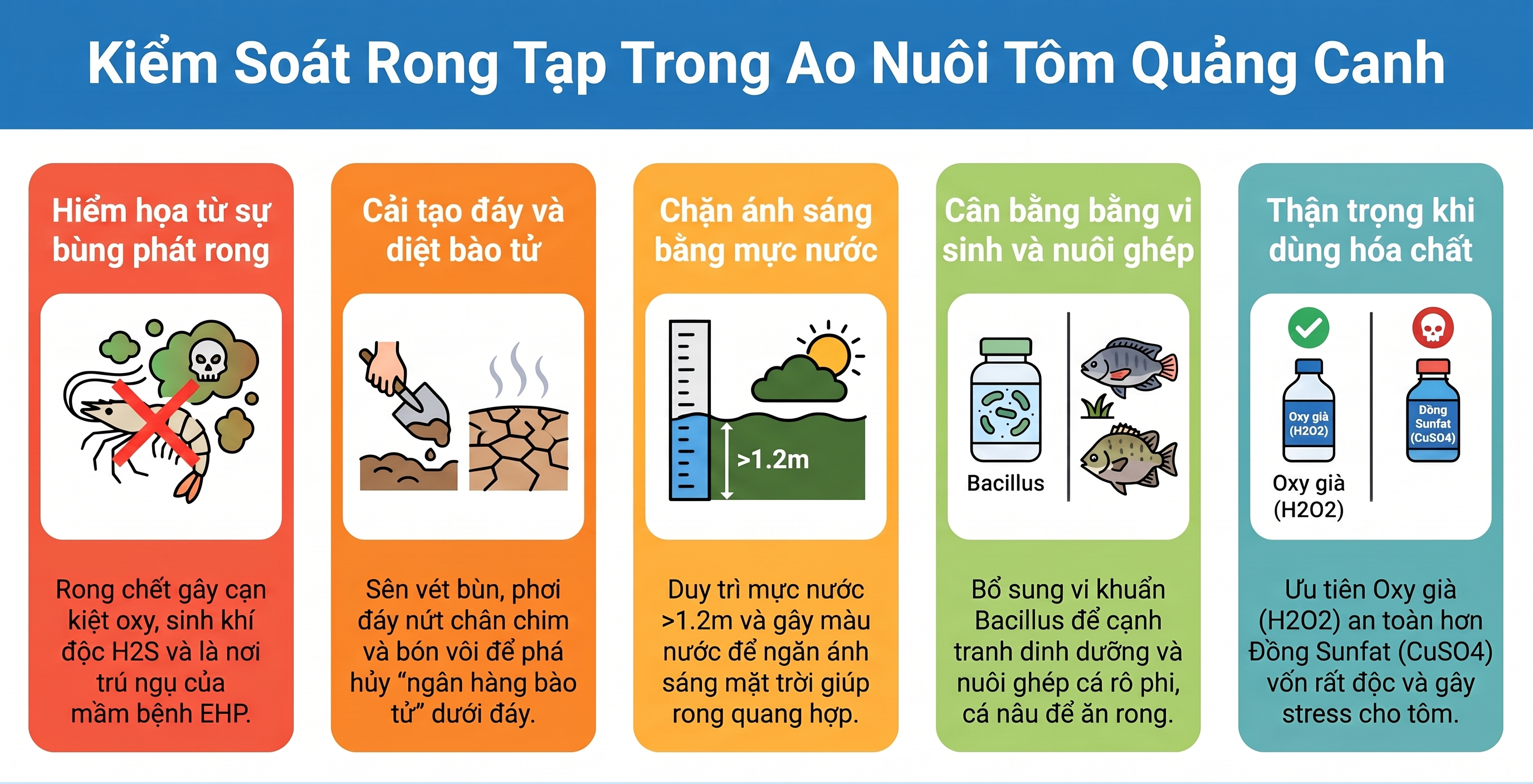 Hướng dẫn kiểm soát rong tạp trong ao nuôi tôm quảng canh Infographic hướng dẫn 5 biện pháp kiểm soát rong tạp hiệu quả trong ao nuôi tôm quảng canh.