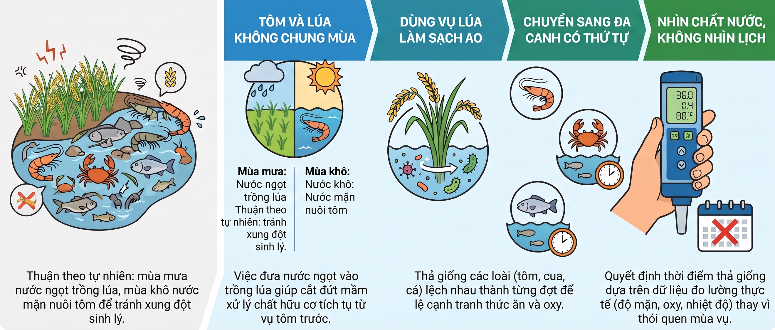 Infographic giải thích các nguyên tắc luân canh tôm lúa, làm sạch ao nuôi, đa canh và kiểm tra chất lượng nước.