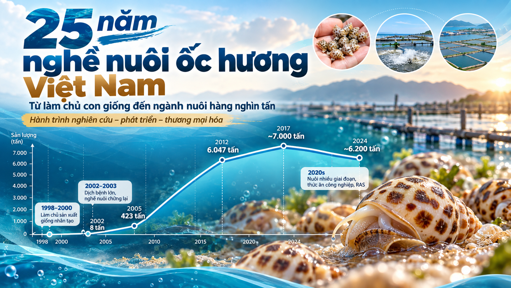 Infographic biểu đồ tăng trưởng sản lượng và mốc lịch sử 25 năm ngành nuôi ốc hương Việt Nam.