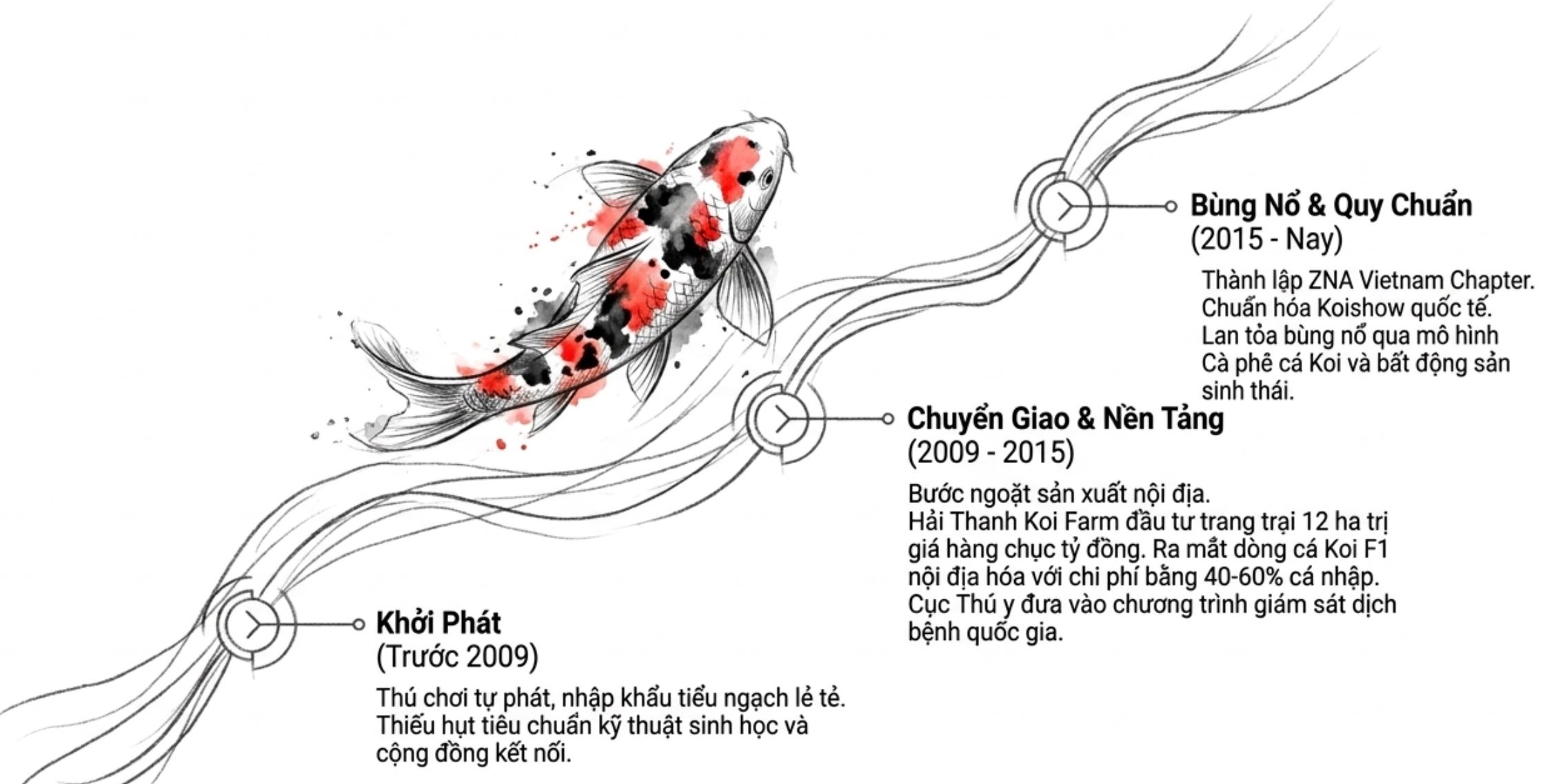 Infographic vẽ cá Koi và mốc thời gian tóm tắt lịch sử phát triển ngành cá Koi Việt Nam qua từng giai đoạn.