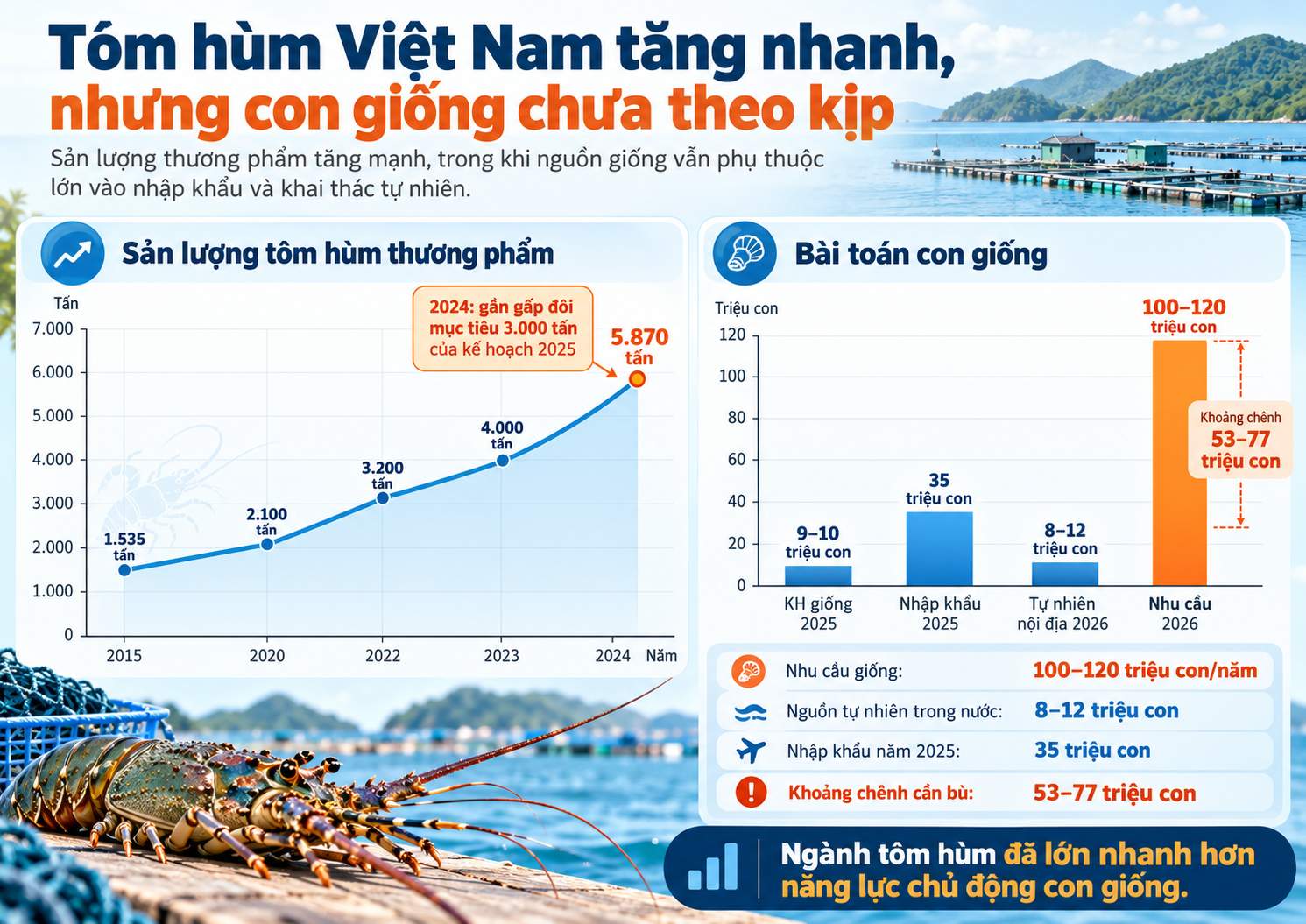 Biểu đồ thể hiện sản lượng tôm hùm thương phẩm và tình trạng thiếu hụt nguồn con giống tại Việt Nam.