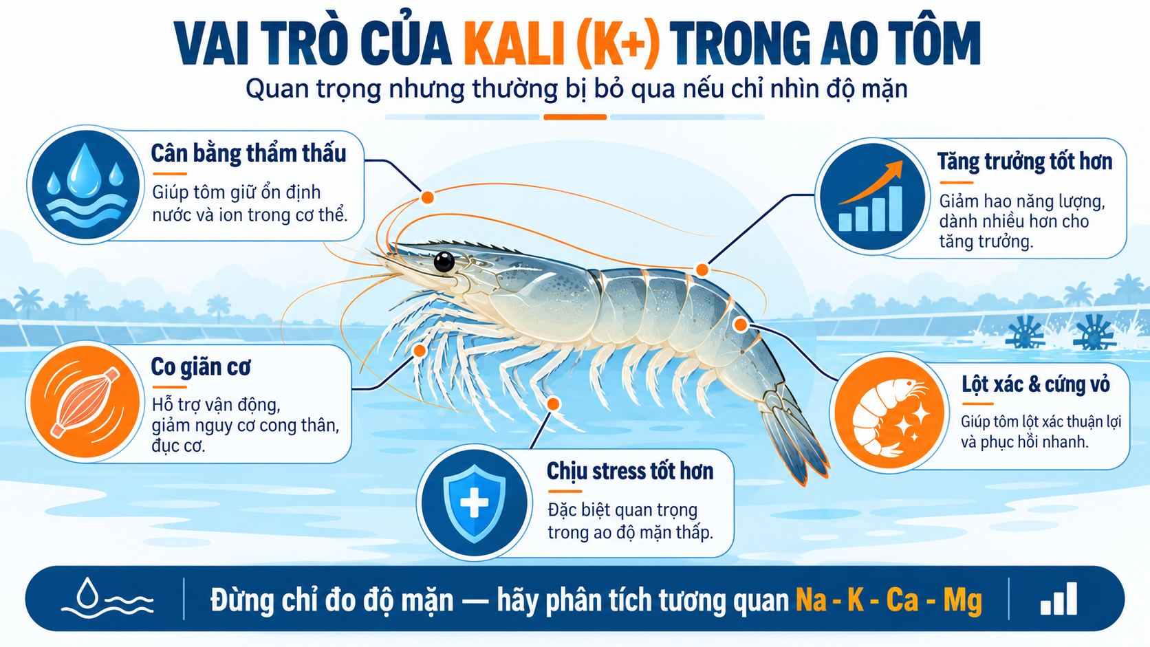 Vai trò của Kali (K+) trong ao nuôi tôm Tóm tắt vai trò kali trong ao tôm