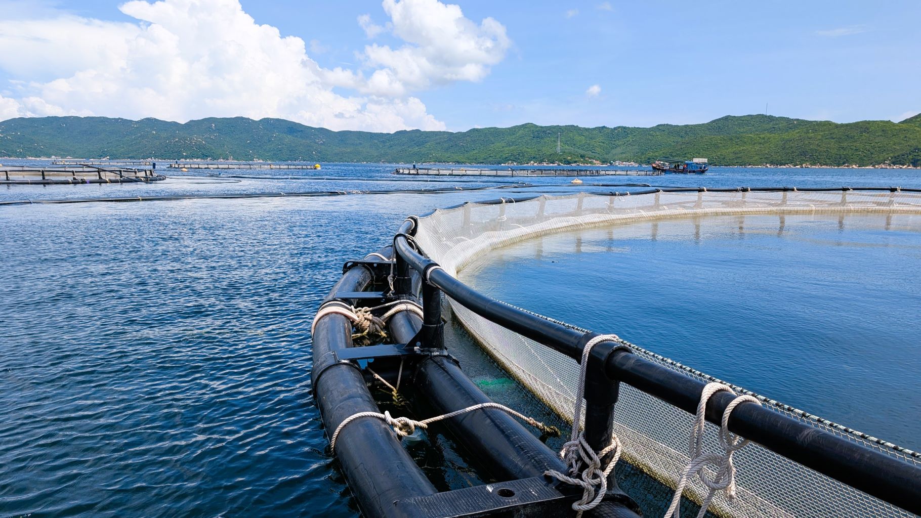 Lồng tròn HDPE nuôi biển công nghệ cao ở một khu nuôi của Autralis Hệ thống lồng tròn HDPE nổi trên mặt biển nuôi hải sản dưới trời xanh.