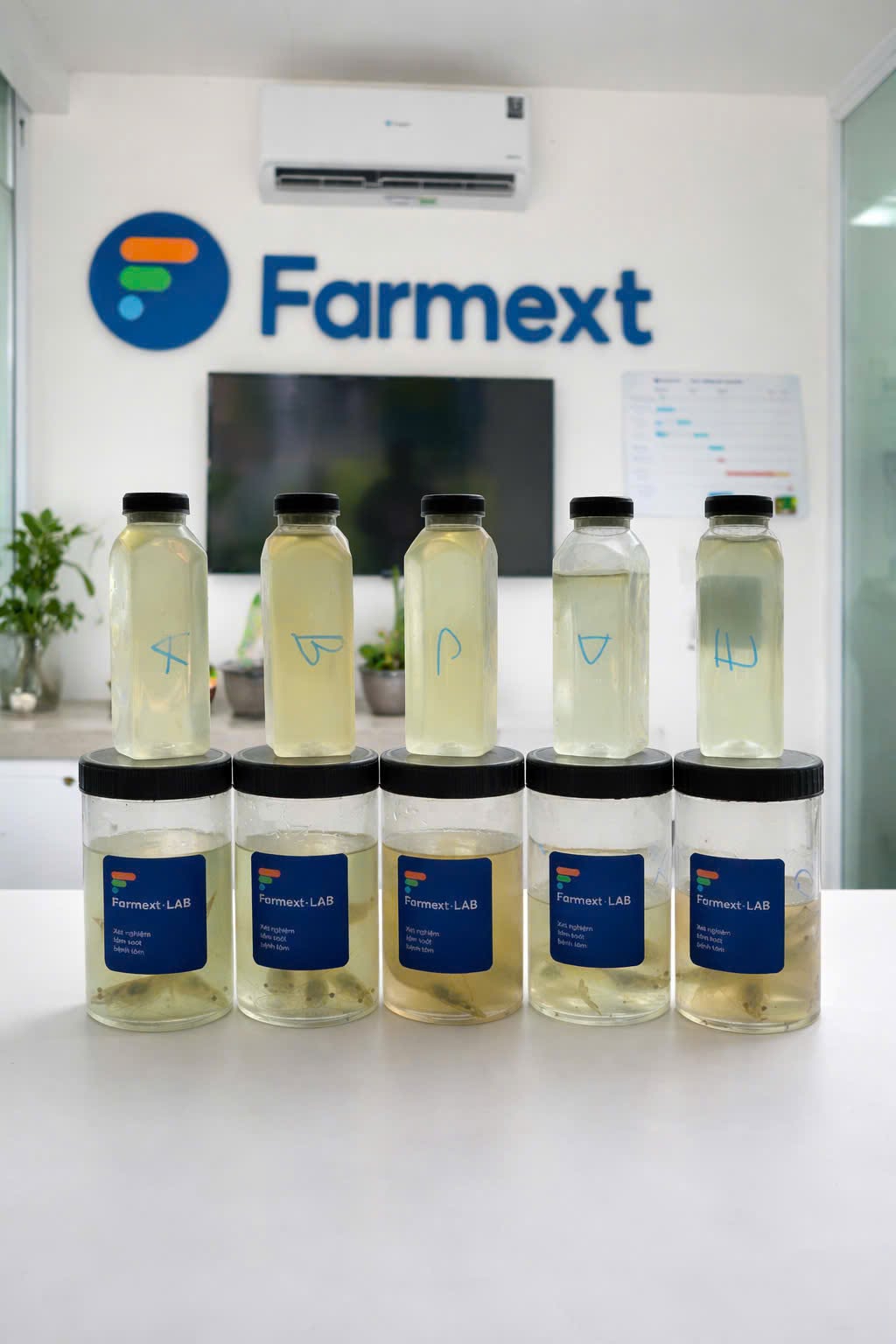 Các hũ dán nhãn Farmext LAB đựng mẫu tôm xét nghiệm bệnh xếp thành hàng trong phòng thí nghiệm.