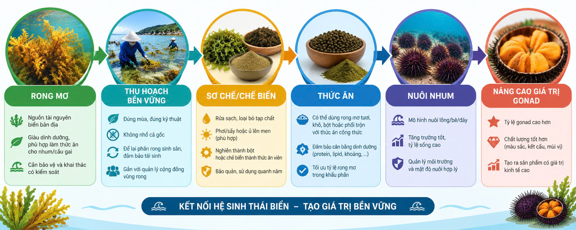 Infographic sơ đồ quy trình khai thác rong mơ, chế biến thức ăn và nuôi nhum nâng cao giá trị gonad.