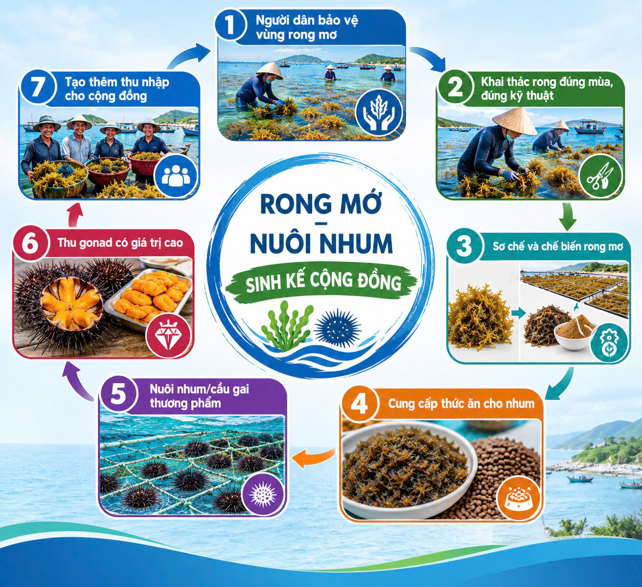 Infographic quy trình 7 bước bảo vệ rong mơ, chế biến thức ăn nuôi nhum và gia tăng thu nhập cho cộng đồng.