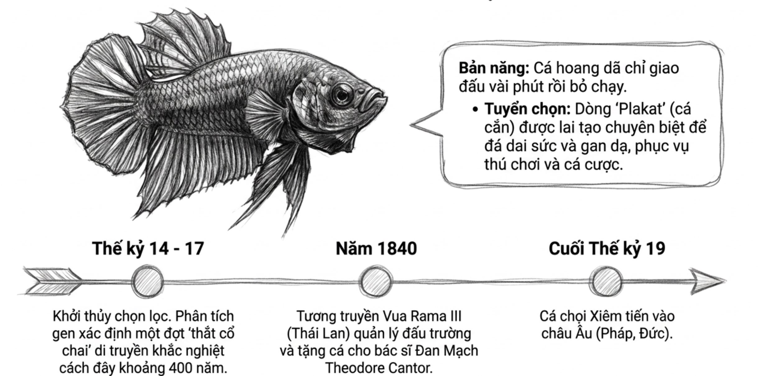 Hình minh họa cá chọi Xiêm kèm dòng thời gian lịch sử chọn lọc từ thế kỷ 14 đến cuối thế kỷ 19