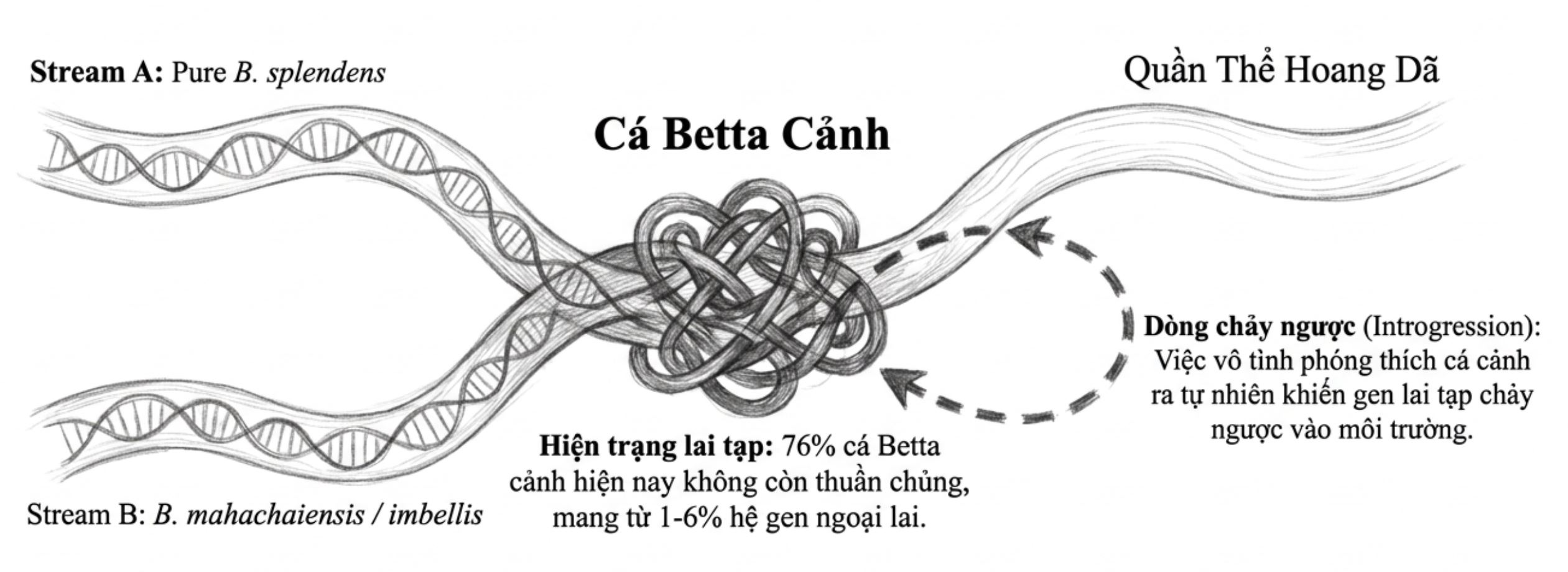 Sơ đồ minh họa dòng chảy gen lai tạp từ cá Betta cảnh sang quần thể cá hoang dã ngoài tự nhiên.
