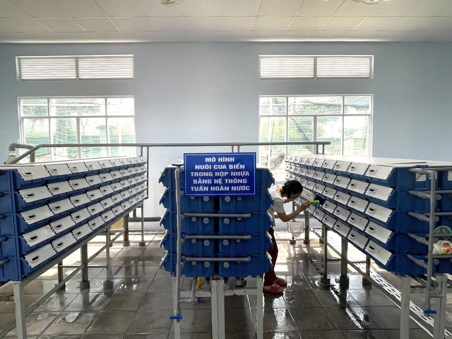 Mô hình nuôi cua biển trong các hộp nhựa xếp tầng sử dụng hệ thống nước tuần hoàn trong nhà nuôi.