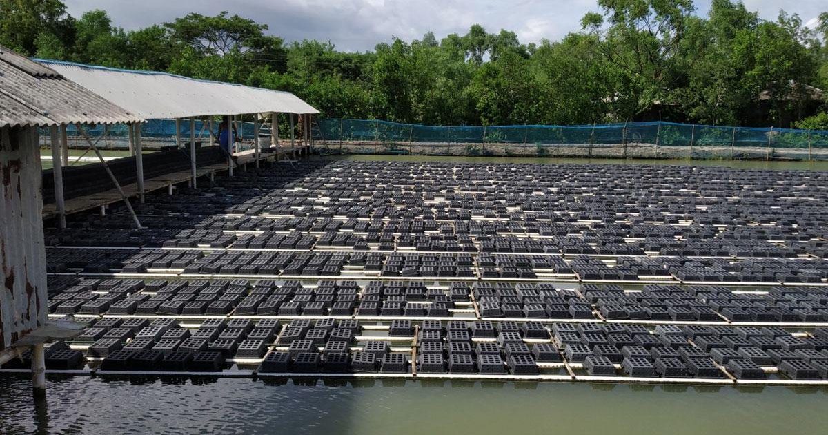Hệ thống các hộp nhựa màu đen xếp thành hàng dài trên mặt ao trong mô hình nuôi cua.