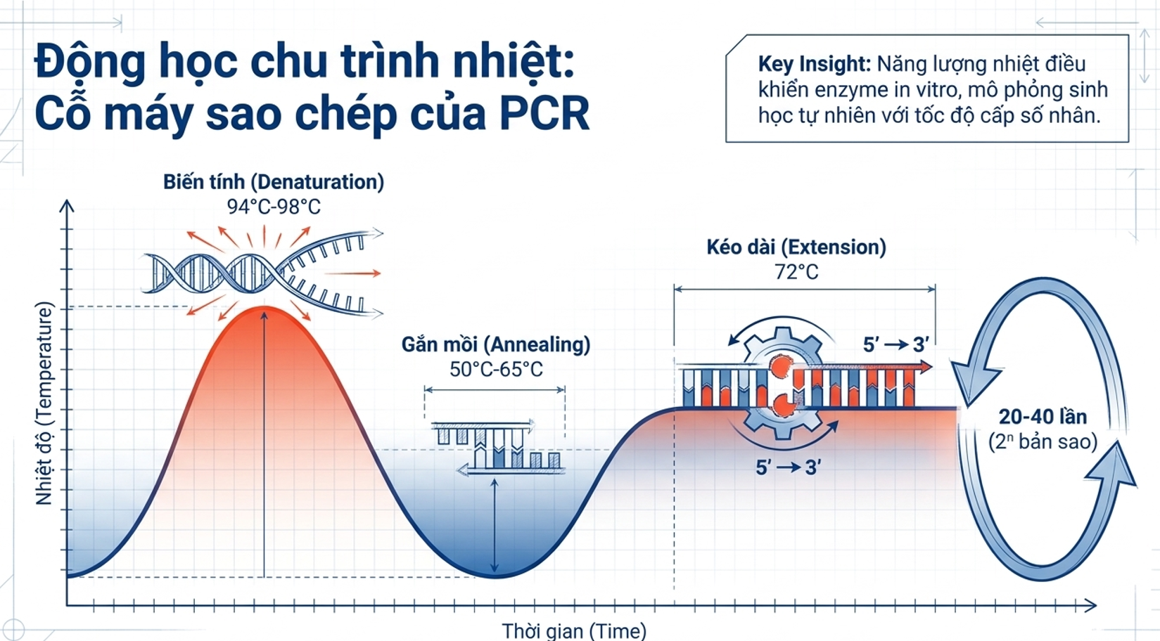 Sơ đồ động học chu trình nhiệt trong kỹ thuật PCR Sơ đồ minh họa các bước trong chu trình nhiệt PCR gồm biến tính, gắn mồi và kéo dài theo thời gian và nhiệt độ.